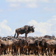 Image: Jean-Jacques Alcalay/Comedy Wildlife Photo Awards